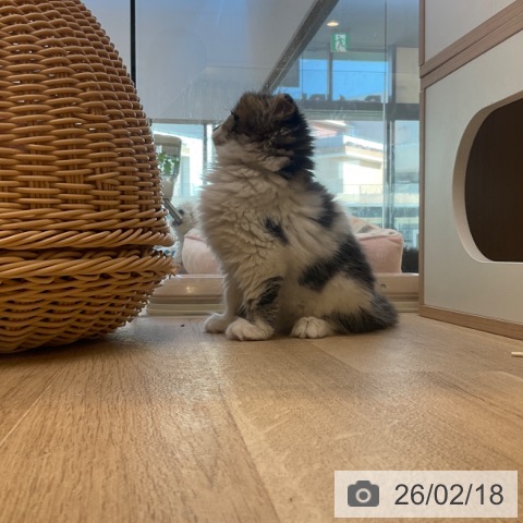 スコティッシュフォールドの写真