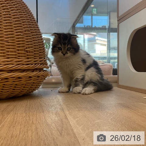 スコティッシュフォールドの写真