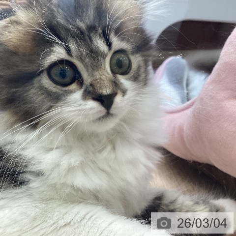 福岡県のスコティッシュフォールド (ペットプラス ららぽーと福岡店/2025年12月15日生まれ/女の子/ブラウンタビーホワイト)の子猫の3枚目の画像