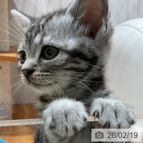 アメリカンショートヘアの写真