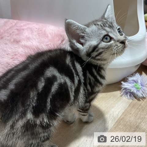 アメリカンショートヘアの写真