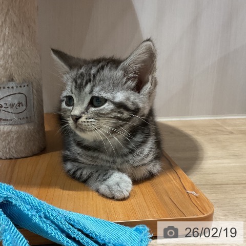 アメリカンショートヘアの写真