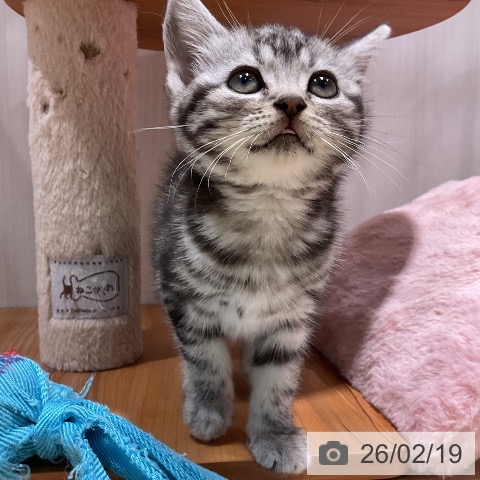 アメリカンショートヘアの写真