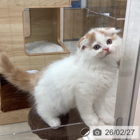 愛知県のスコティッシュフォールド (ペットプラス mozoワンダーシティ店/2025年12月21日生まれ/男の子/レッドタビーホワイト)の子猫の4枚目の画像