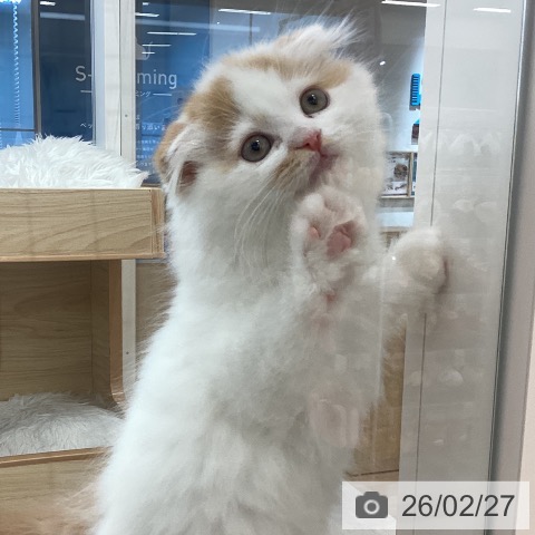 愛知県のスコティッシュフォールド (ペットプラス mozoワンダーシティ店/2025年12月21日生まれ/男の子/レッドタビーホワイト)の子猫の3枚目の画像