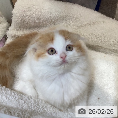 愛知県のスコティッシュフォールド (ペットプラス 三好店/2025年12月21日生まれ/女の子/レッドタビーホワイト)の子猫の4枚目の画像