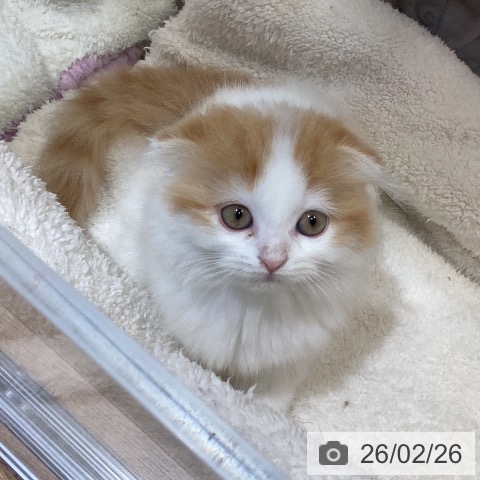 愛知県のスコティッシュフォールド (ペットプラス 三好店/2025年12月21日生まれ/女の子/レッドタビーホワイト)の子猫の3枚目の画像