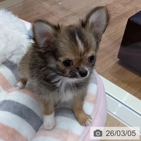 岐阜県のチワワ(ロング) (ペットプラス 各務原店/2025年12月21日生まれ/男の子/レッドホワイト)の子犬の4枚目の画像