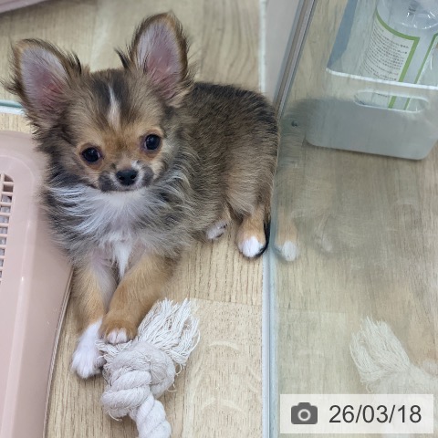 岐阜県のチワワ(ロング) (ペットプラス 光ケ丘店/2025年12月21日生まれ/男の子/レッドホワイト)の子犬の4枚目の画像