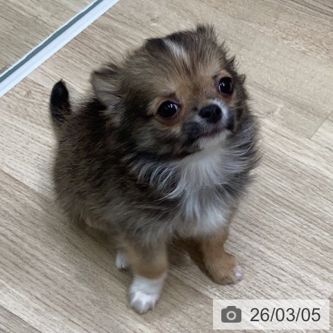 岐阜県のチワワ(ロング) (ペットプラス 各務原店/2025年12月21日生まれ/男の子/レッドホワイト)の子犬の3枚目の画像