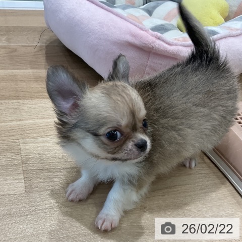 愛知県のチワワ(ロング) (ペットプラス 熱田店/2025年12月21日生まれ/男の子/フォーンホワイト)の子犬の3枚目の画像