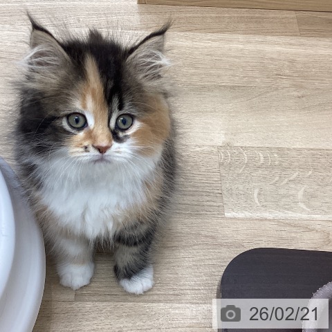 サイベリアンの写真