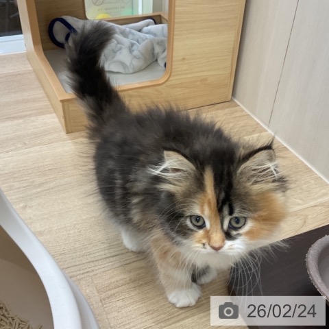 サイベリアンの写真