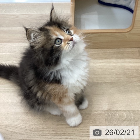 サイベリアンの写真