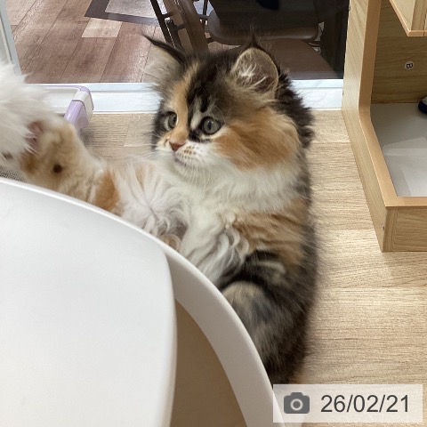 サイベリアンの写真