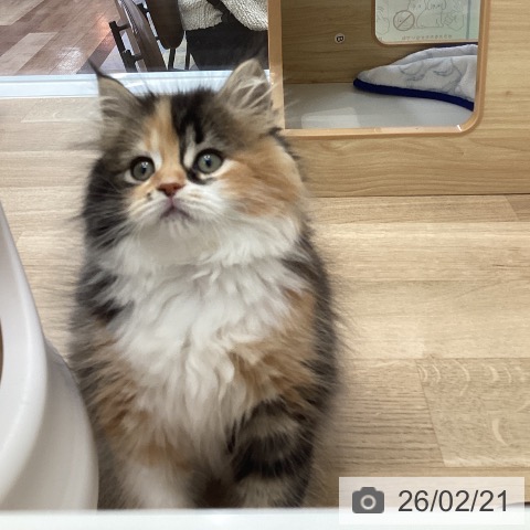 サイベリアンの写真