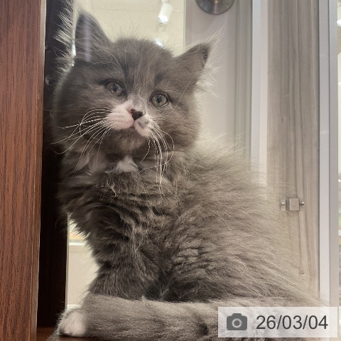 愛知県のサイベリアン (ペットプラス イオンモール豊川店/2025年12月21日生まれ/男の子/ブルーホワイト)の子猫の4枚目の画像