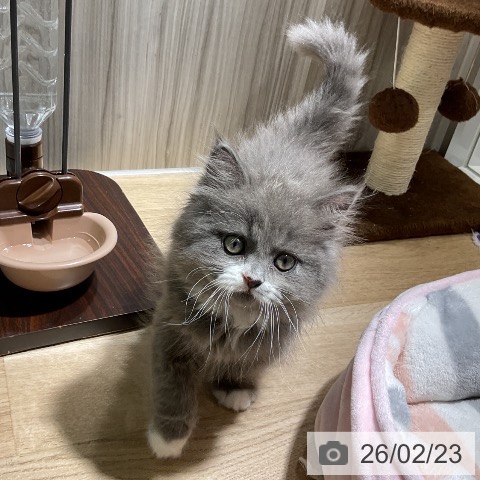 愛知県のサイベリアン (ペットプラス イオンモール豊川店/2025年12月21日生まれ/男の子/ブルーホワイト)の子猫の3枚目の画像