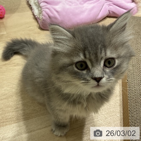 サイベリアンの写真