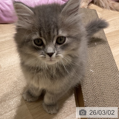 サイベリアンの写真