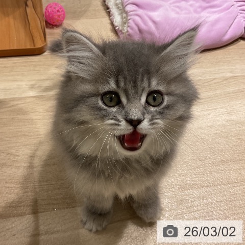 サイベリアンの写真