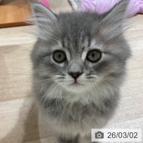 サイベリアンの写真