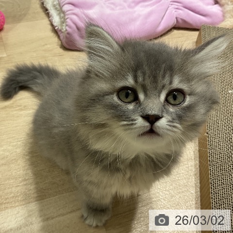 サイベリアンの写真