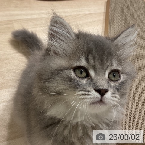 サイベリアンの写真