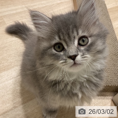 サイベリアンの写真