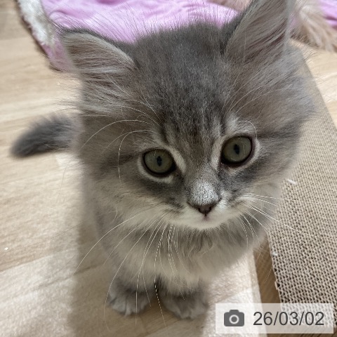 サイベリアンの写真