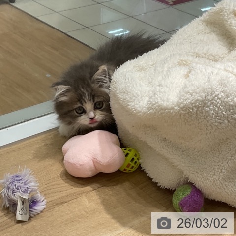 サイベリアンの写真