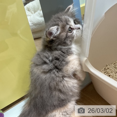 サイベリアンの写真