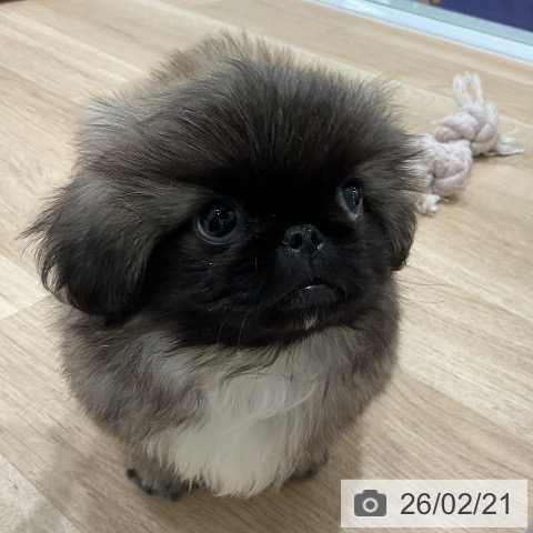 三重県のペキニーズ (ペットプラス 鈴鹿店/2025年12月20日生まれ/男の子/フォーン)の子犬の4枚目の画像