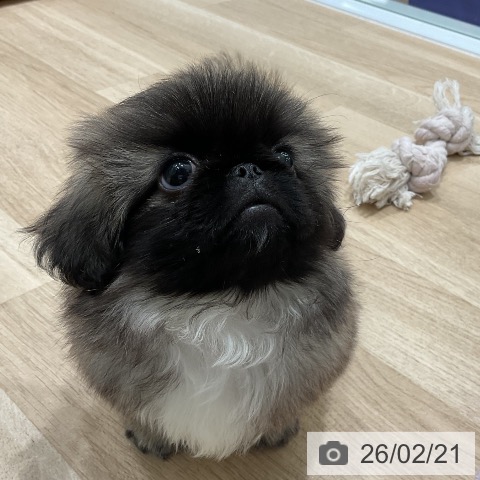 三重県のペキニーズ (ペットプラス 鈴鹿店/2025年12月20日生まれ/男の子/フォーン)の子犬の3枚目の画像