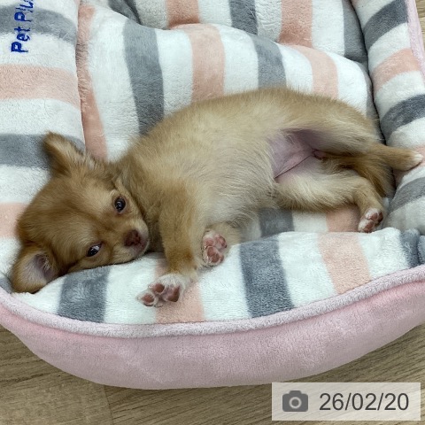 愛知県のチワワ(ロング) (ペットプラス 千音寺店/2025年12月17日生まれ/女の子/チョコレートフォーンホワイト)の子犬の4枚目の画像