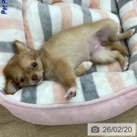 愛知県のチワワ(ロング) (ペットプラス 千音寺店/2025年12月17日生まれ/女の子/チョコレートフォーンホワイト)の子犬の3枚目の画像