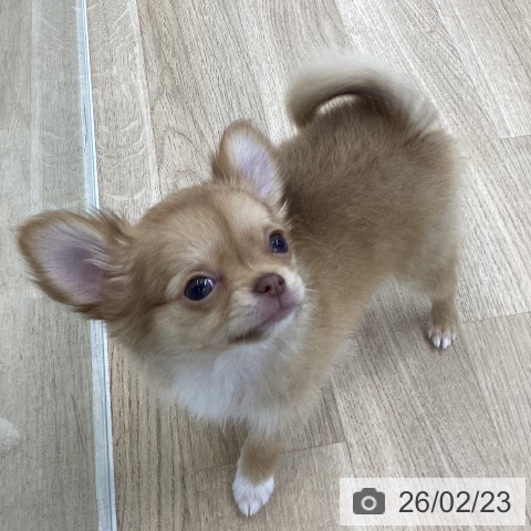 愛知県のチワワ(ロング) (ペットプラス 千音寺店/2025年12月17日生まれ/女の子/チョコレートフォーンホワイト)の子犬の4枚目の画像