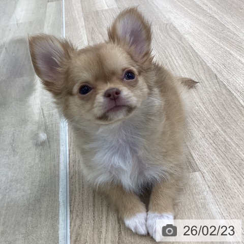 愛知県のチワワ(ロング) (ペットプラス 千音寺店/2025年12月17日生まれ/女の子/チョコレートフォーンホワイト)の子犬の3枚目の画像