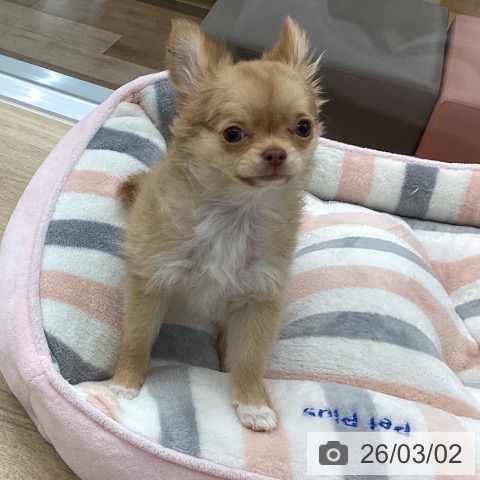 愛知県のチワワ(ロング) (ペットプラス 千音寺店/2025年12月17日生まれ/女の子/チョコレートフォーンホワイト)の子犬の3枚目の画像