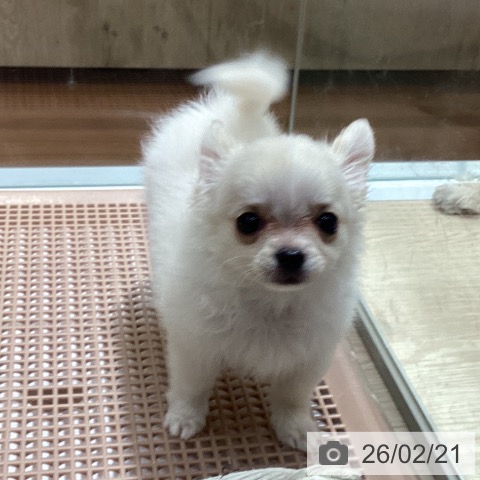 愛知県のチワワ(ロング) (ペットプラス イオンモール長久手店/2025年12月17日生まれ/女の子/クリームホワイト)の子犬の3枚目の画像