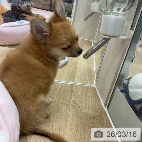 愛知県のチワワ(ロング) (ペットプラス イオンモール豊川店/2025年12月19日生まれ/男の子/フォーン)の子犬の4枚目の画像