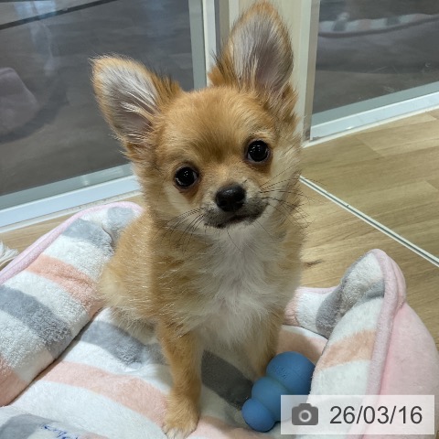 愛知県のチワワ(ロング) (ペットプラス イオンモール豊川店/2025年12月19日生まれ/男の子/フォーン)の子犬の3枚目の画像