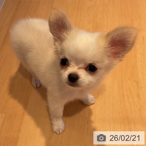 三重県のチワワ(ロング) (ペットプラス 東員店/2025年12月19日生まれ/男の子/クリームホワイト)の子犬の3枚目の画像