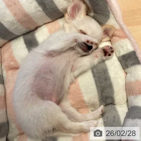 愛知県のチワワ(ロング) (ペットプラス 豊橋牧野店/2025年12月19日生まれ/男の子/クリームホワイト)の子犬の4枚目の画像