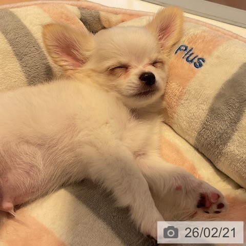 三重県のチワワ(ロング) (ペットプラス 東員店/2025年12月19日生まれ/男の子/クリームホワイト)の子犬の3枚目の画像