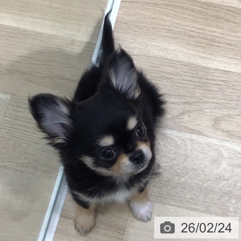 岐阜県のチワワ(ロング) (ペットプラス 各務原店/2025年12月20日生まれ/女の子/ブラックタンホワイト)の子犬の3枚目の画像