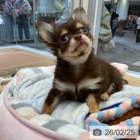 愛知県のチワワ(ロング) (ペットプラス 岡崎店/2025年12月20日生まれ/女の子/チョコレートタン)の子犬の4枚目の画像