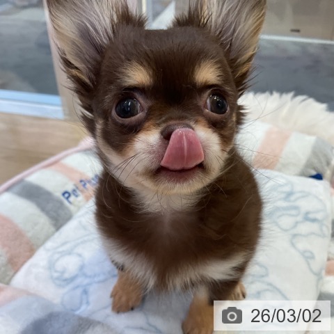 愛知県のチワワ(ロング) (ペットプラス 岡崎店/2025年12月20日生まれ/女の子/チョコレートタン)の子犬の4枚目の画像