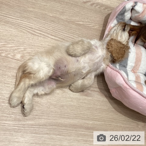 石川県のアメリカンコッカースパニエル (ペットプラス 新小松店/2025年12月20日生まれ/男の子/バフ)の子犬の4枚目の画像