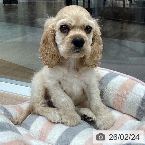 石川県のアメリカンコッカースパニエル (ペットプラス 白山店/2025年12月20日生まれ/男の子/バフ)の子犬の3枚目の画像